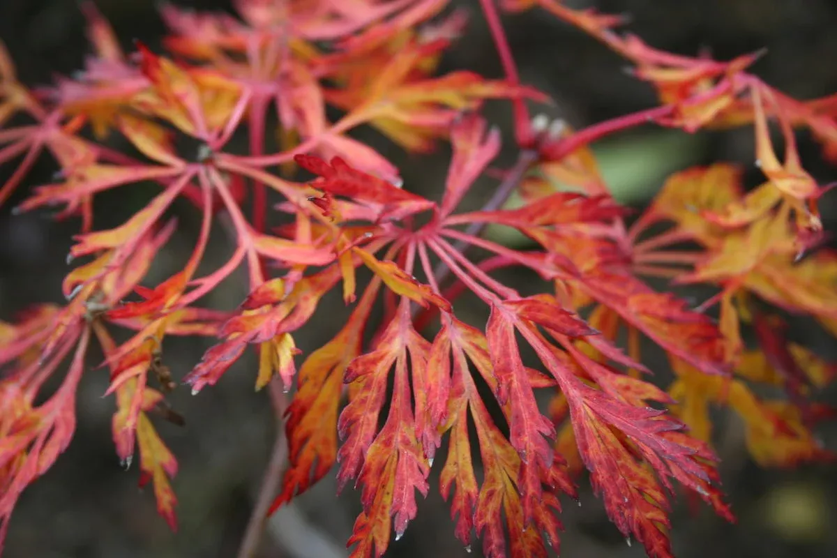 Acer jap Fairy Lights #3