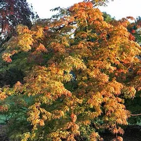 Acer jap Green Cascade #3