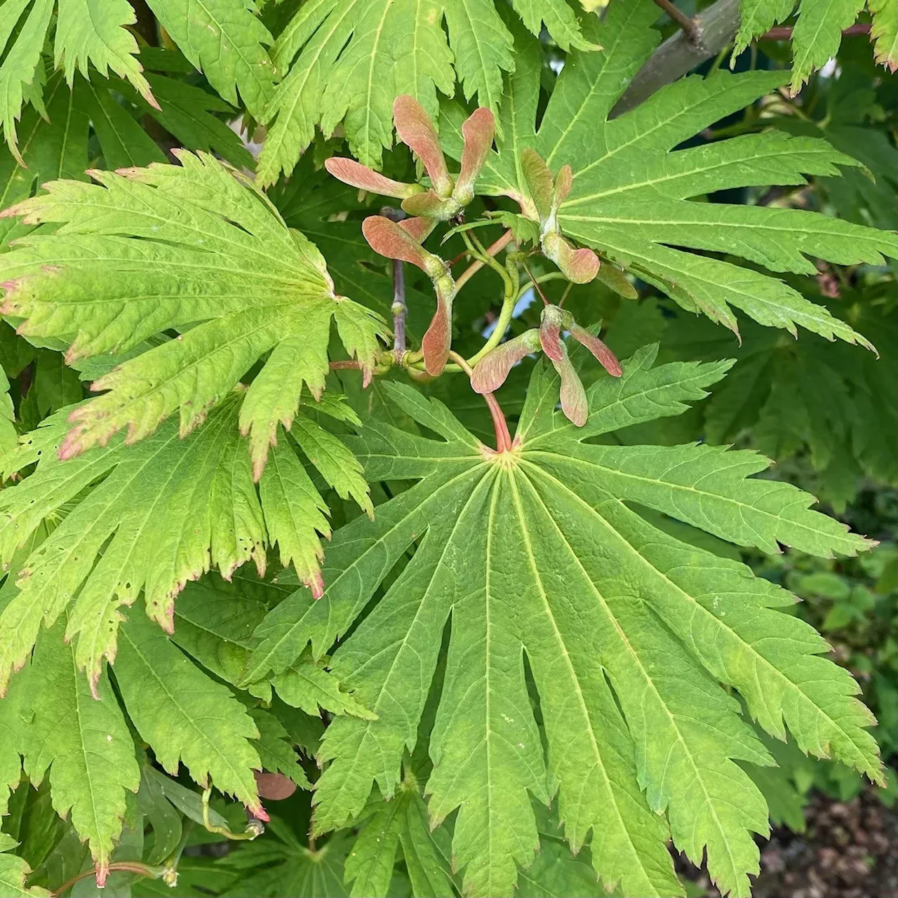 Acer jap Rising Sun #6