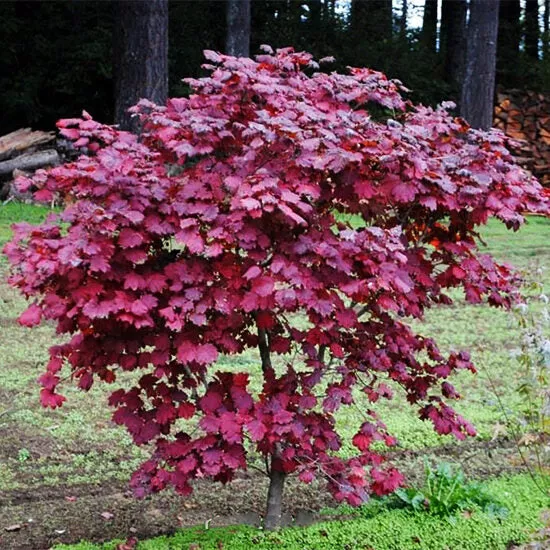 Acer jap Ruby #3