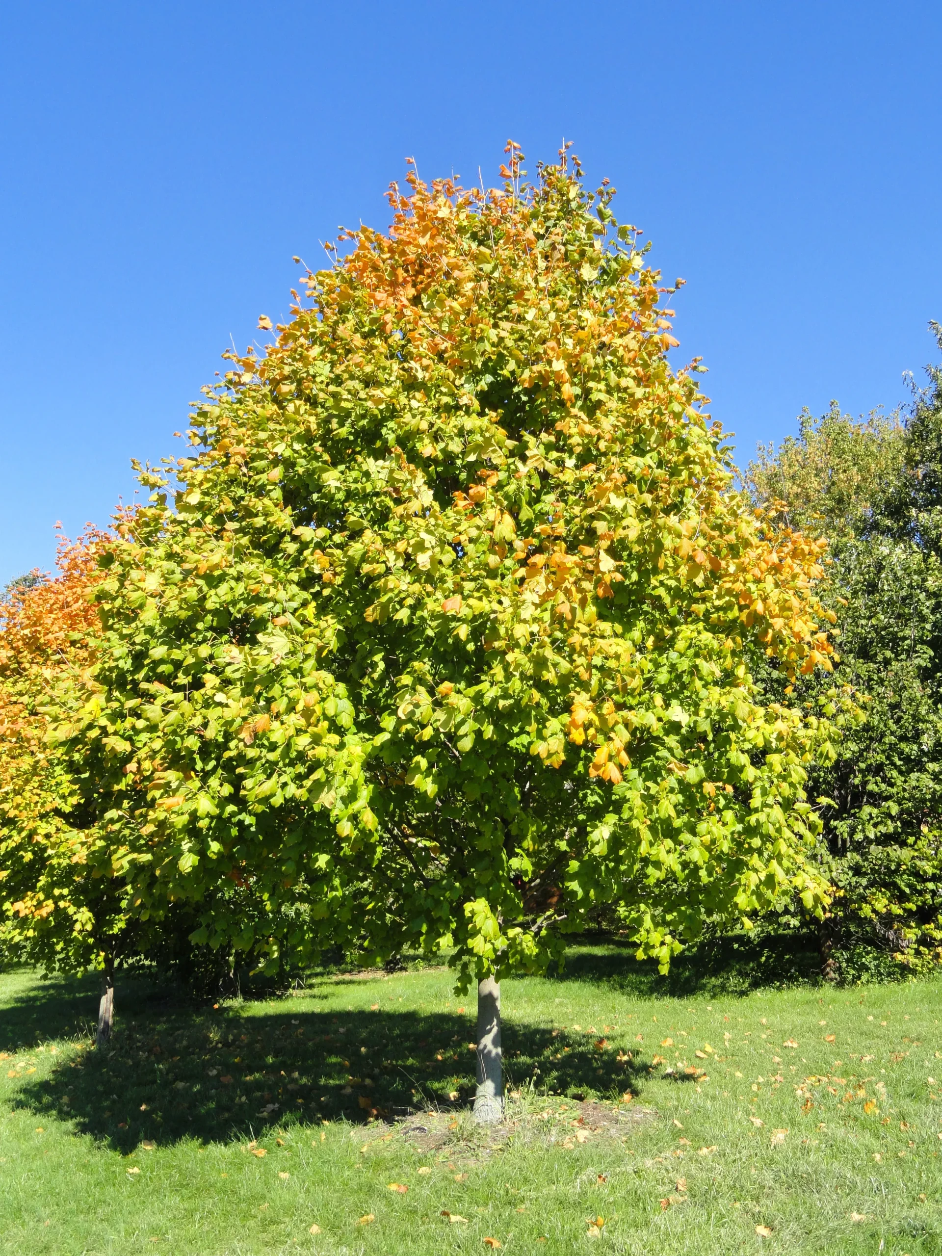Acer nigrum #3