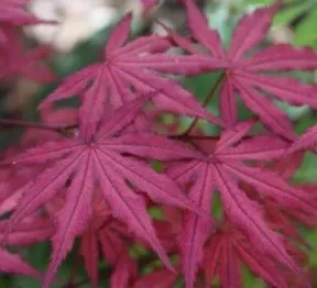 Acer palm Amagi Shigure #3