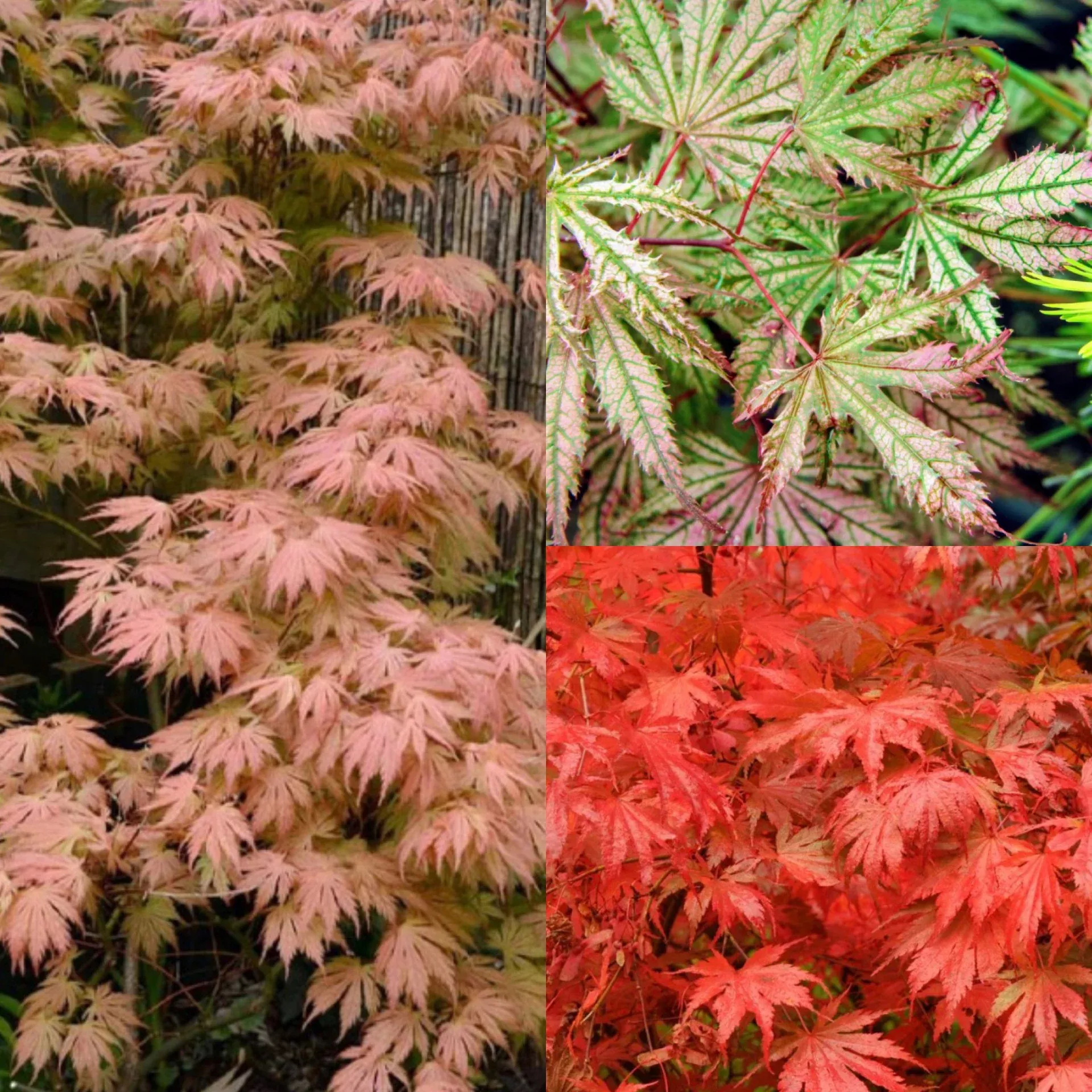 Acer palm Ariadne #3