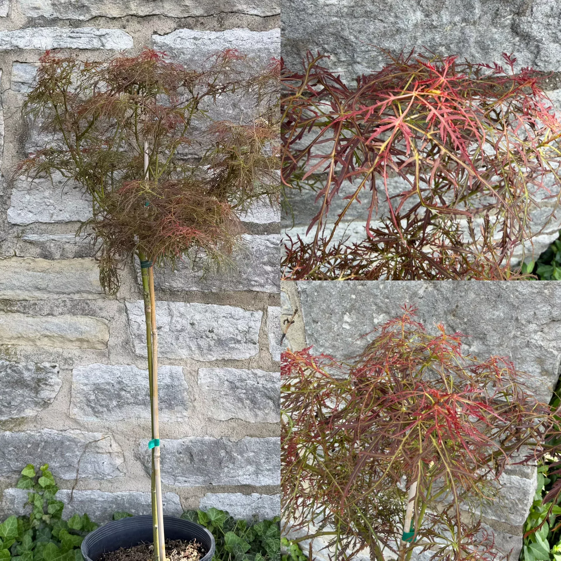 Acer palm Baby Lace std #5