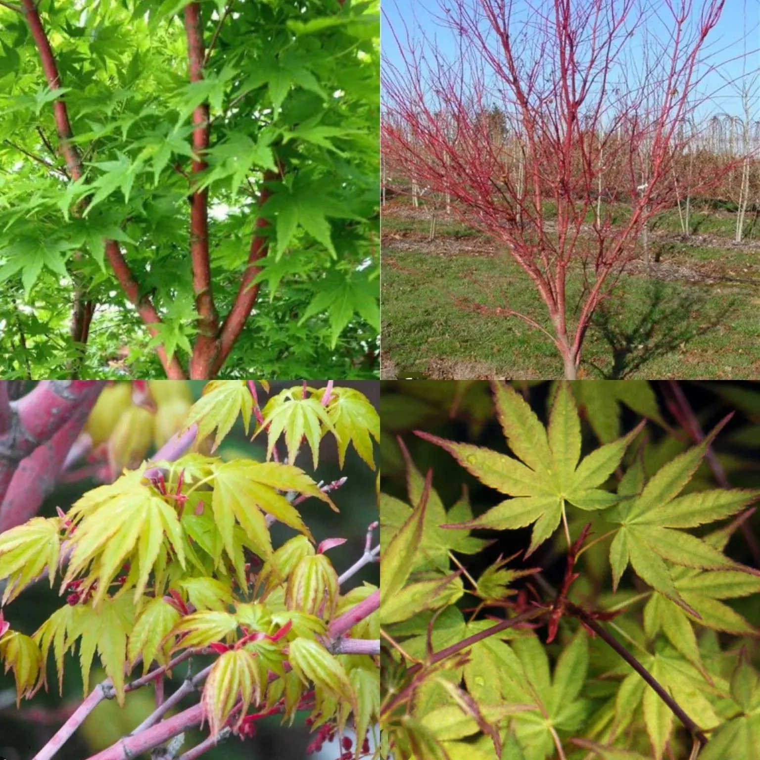 Acer palm Beni kawa #15