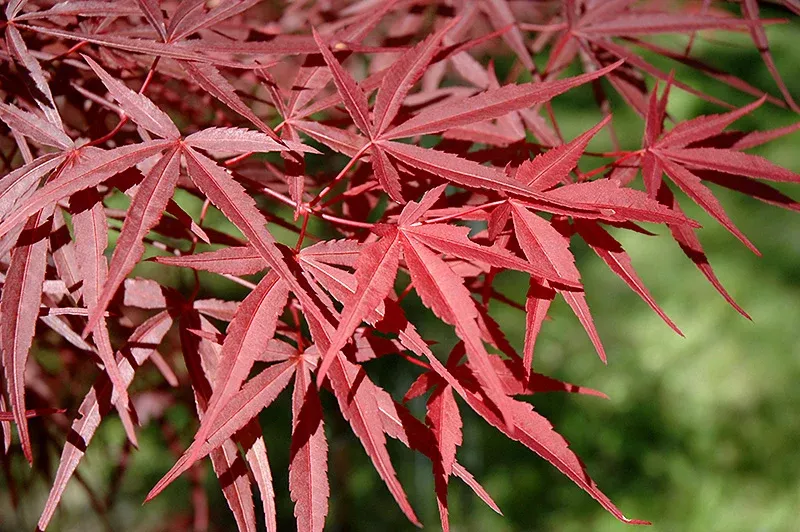 Acer palm Beni Otake #6