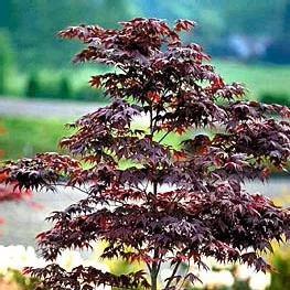 Acer palm Bloodgood spec A