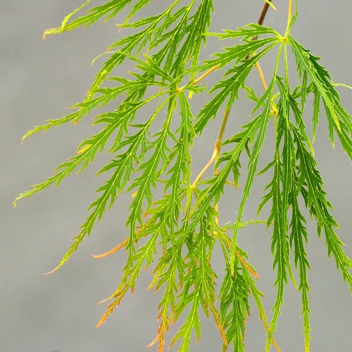 Acer palm dis viridis spec B