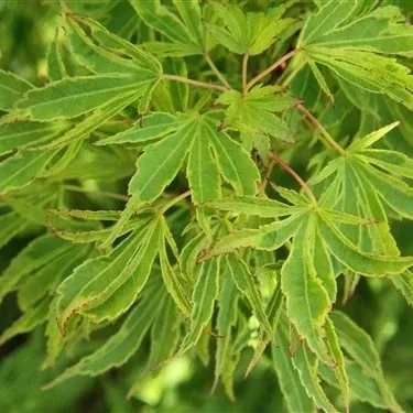 Acer palm Dr Seuss #7
