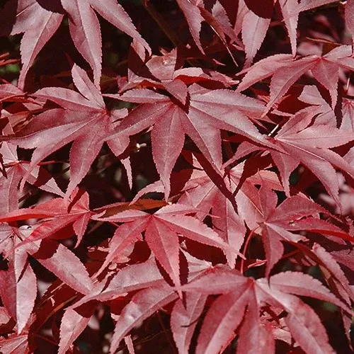 Acer palm Dragon Tears #7