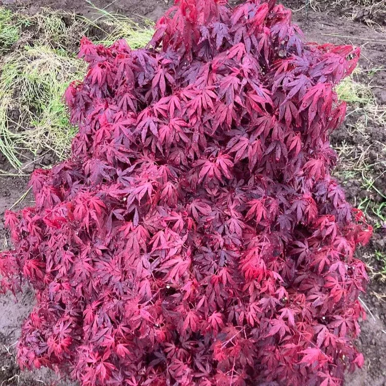 Acer palm Elizabeth #3