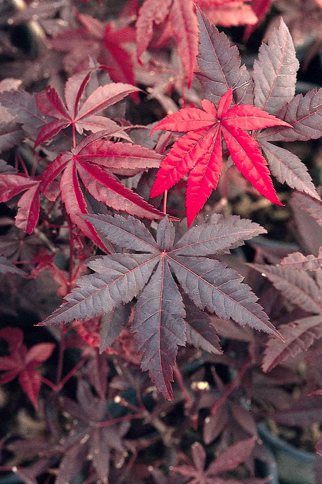 Acer palm Emperor 1 #7