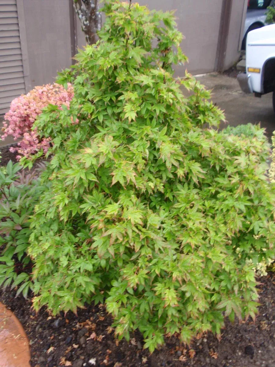 Acer palm Fantastico #6