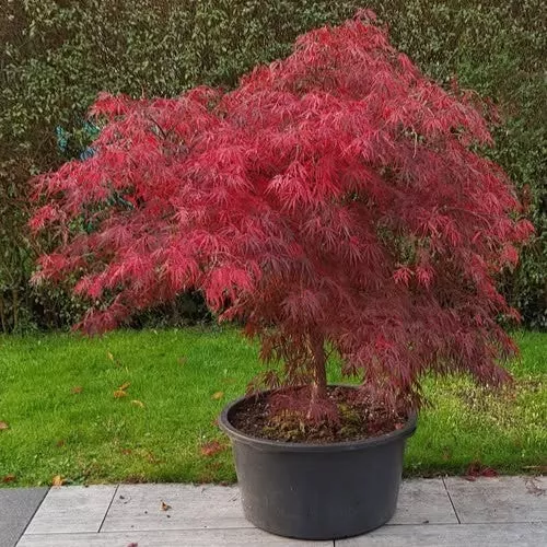 Acer palm Firecracker #10