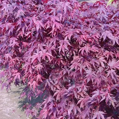 Acer palm Fireglow 5'