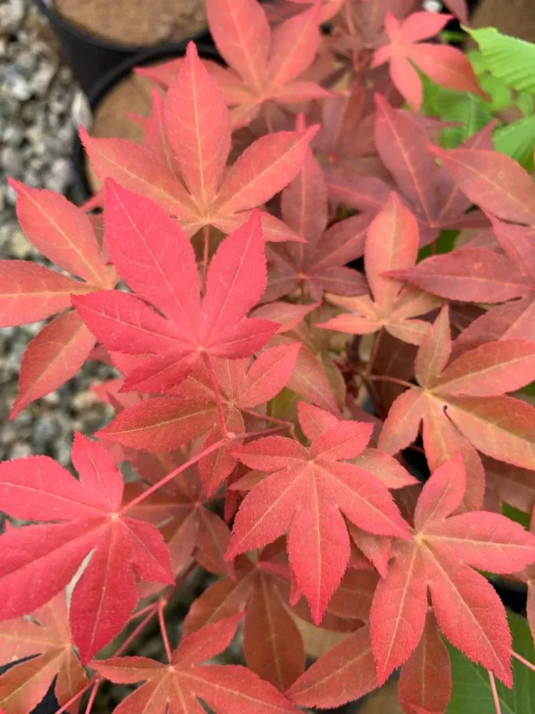 Acer palm Gable Glory #3