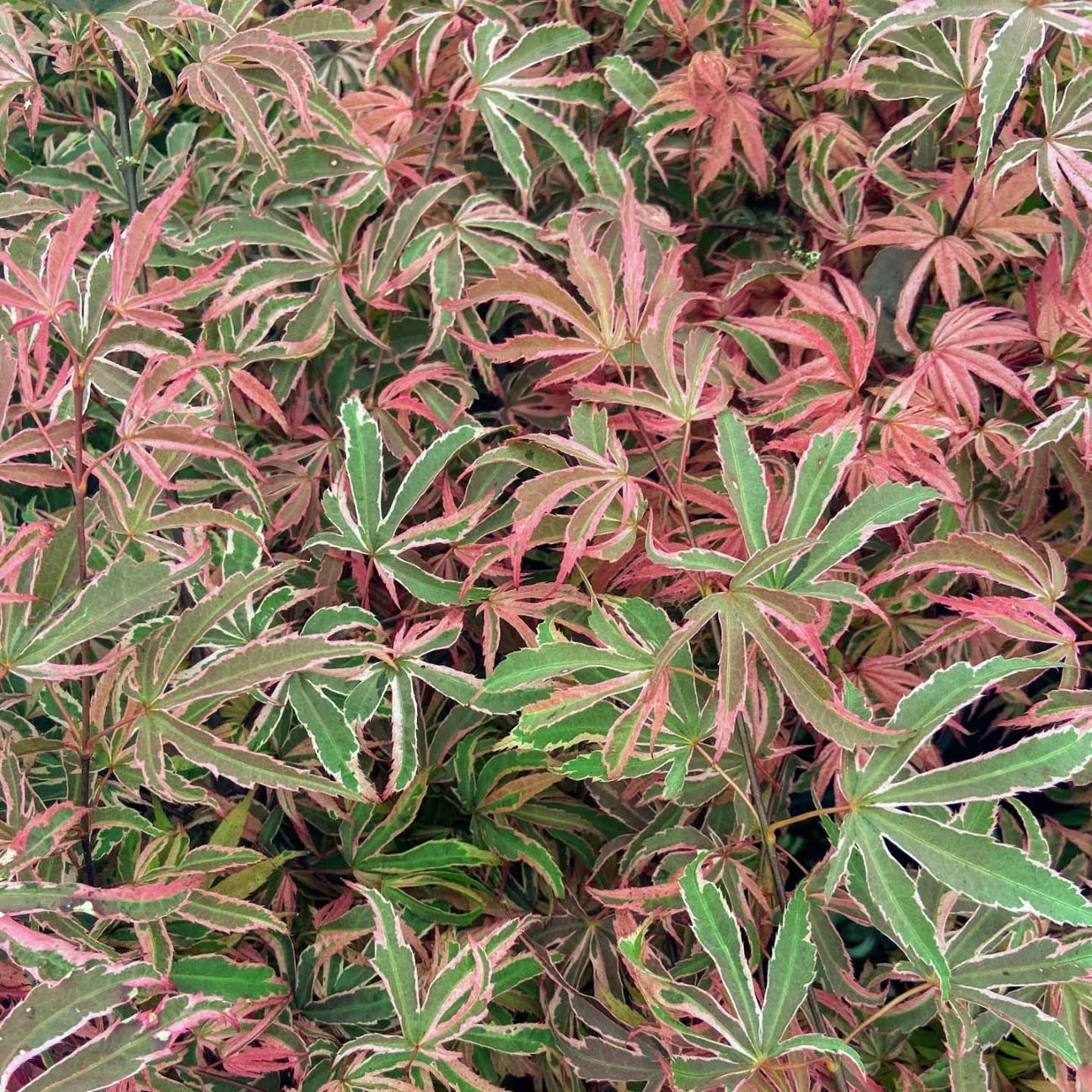 Acer palm Geisha Gone Wild #3