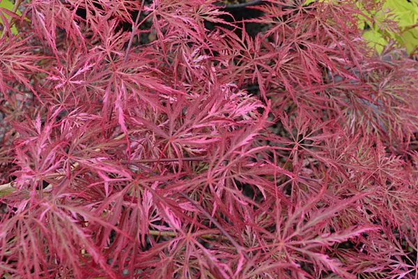 Acer palm Hana Matoi #7