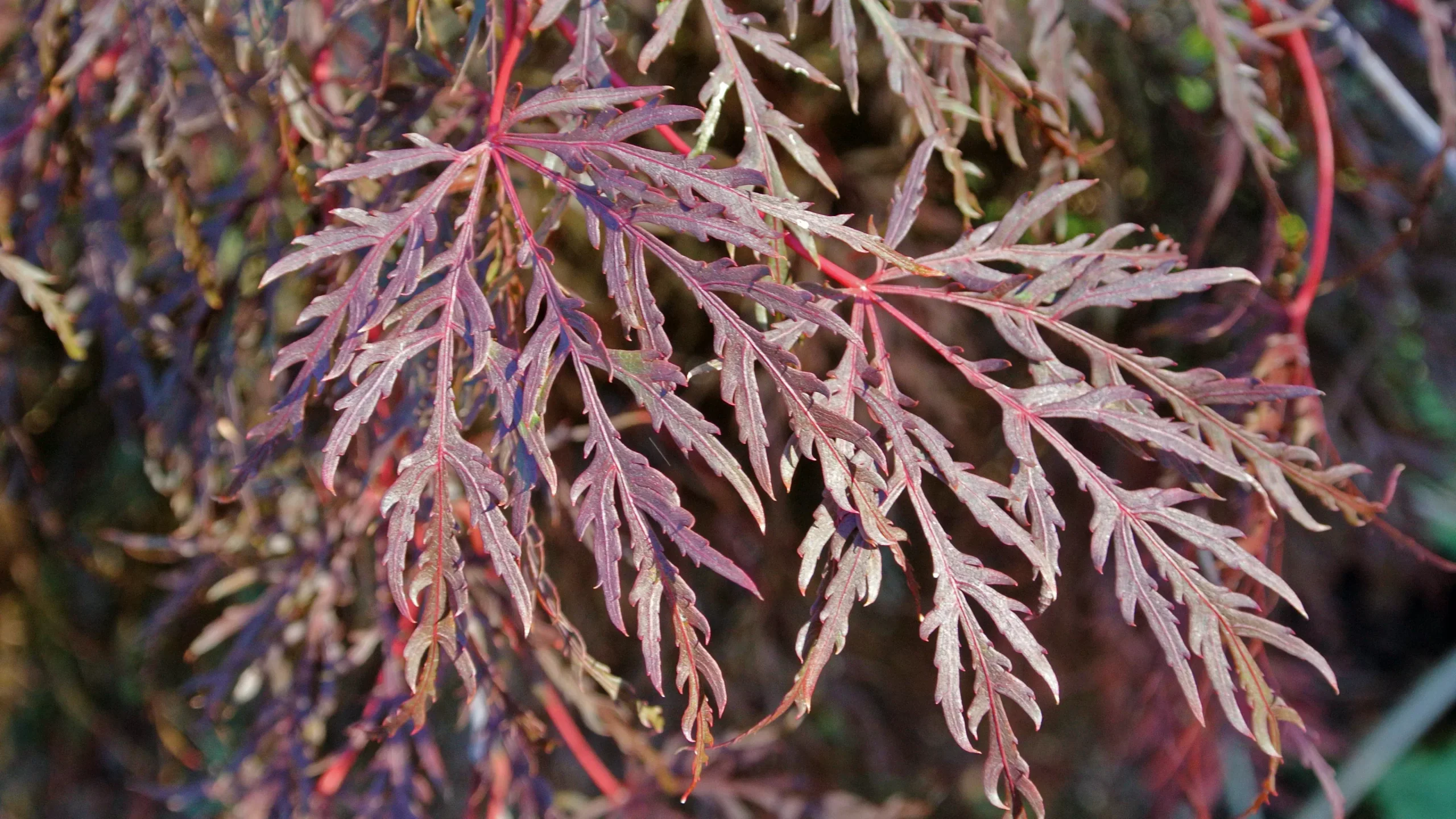 Acer palm Inaba Shidare spec