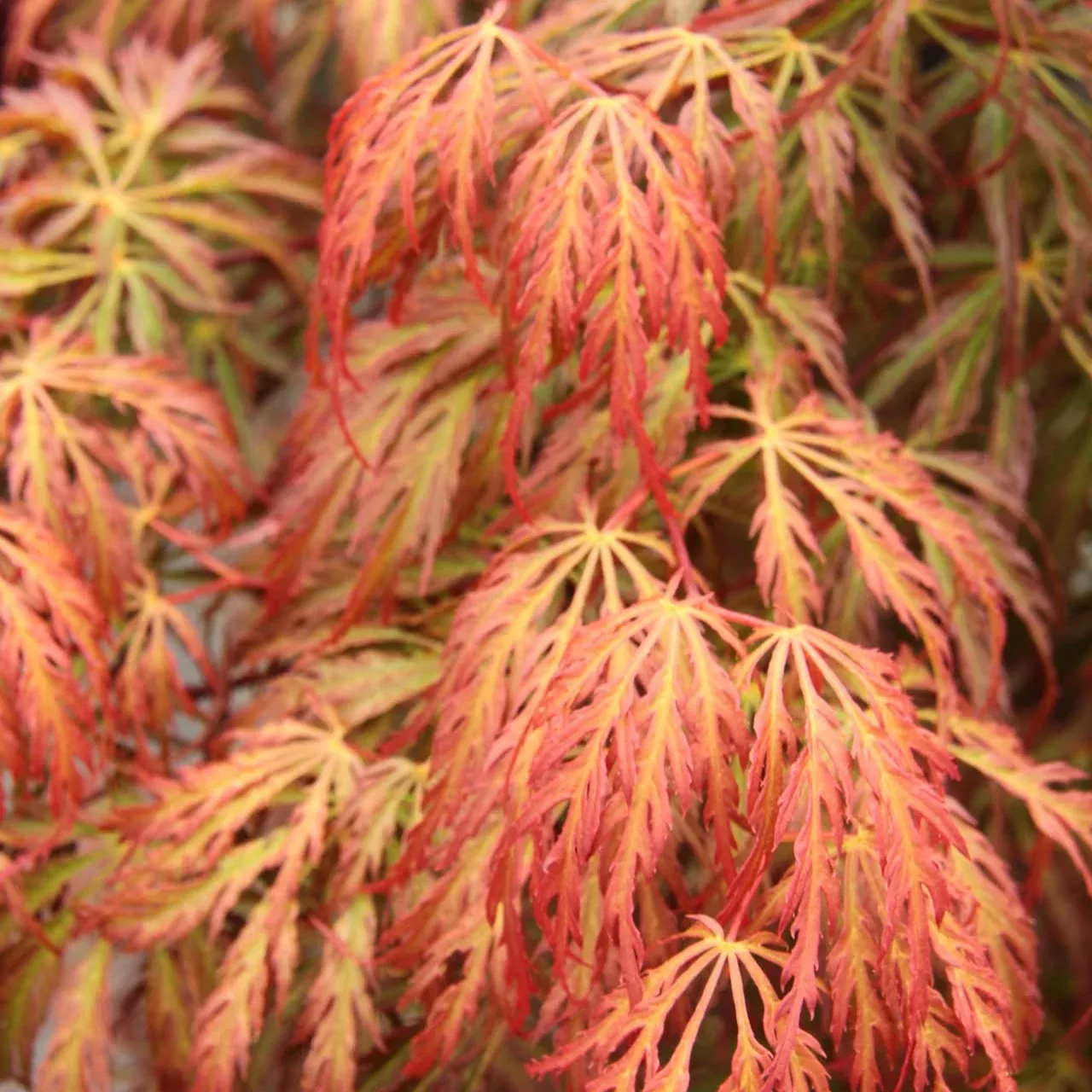 Acer palm Jeddeloh Orange #6