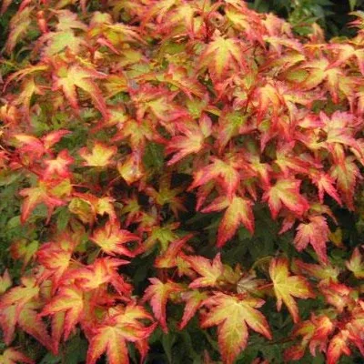 Acer palm Kiyohime #5