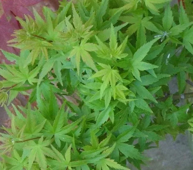 Acer palm Lima Gold #7