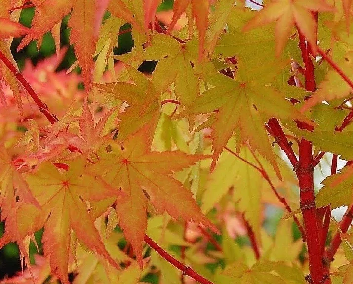 Acer palm Little Sango #5