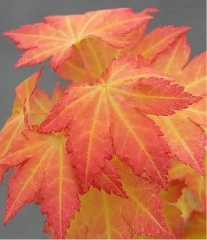 Acer palm Orange Dream #7