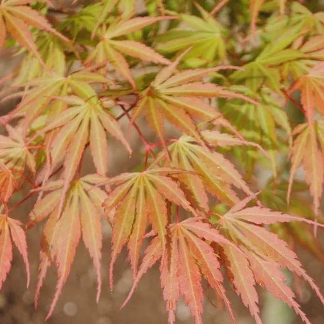 Acer palm Orange Flame #6