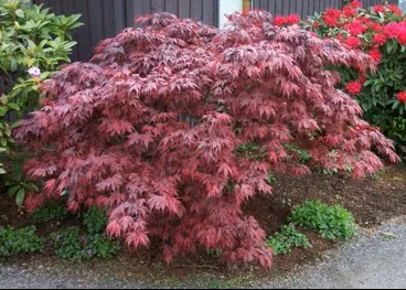 Acer palm Oregon Sunset #5