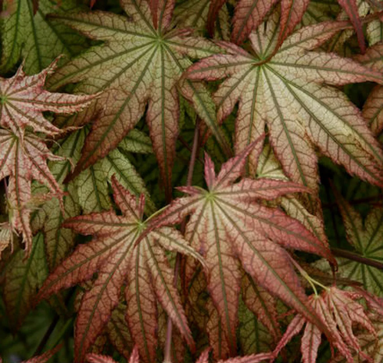Acer palm Peaches & Cream #3