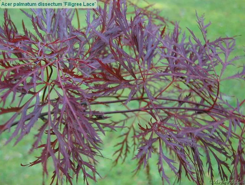 Acer palm Red Filigree Lace #5