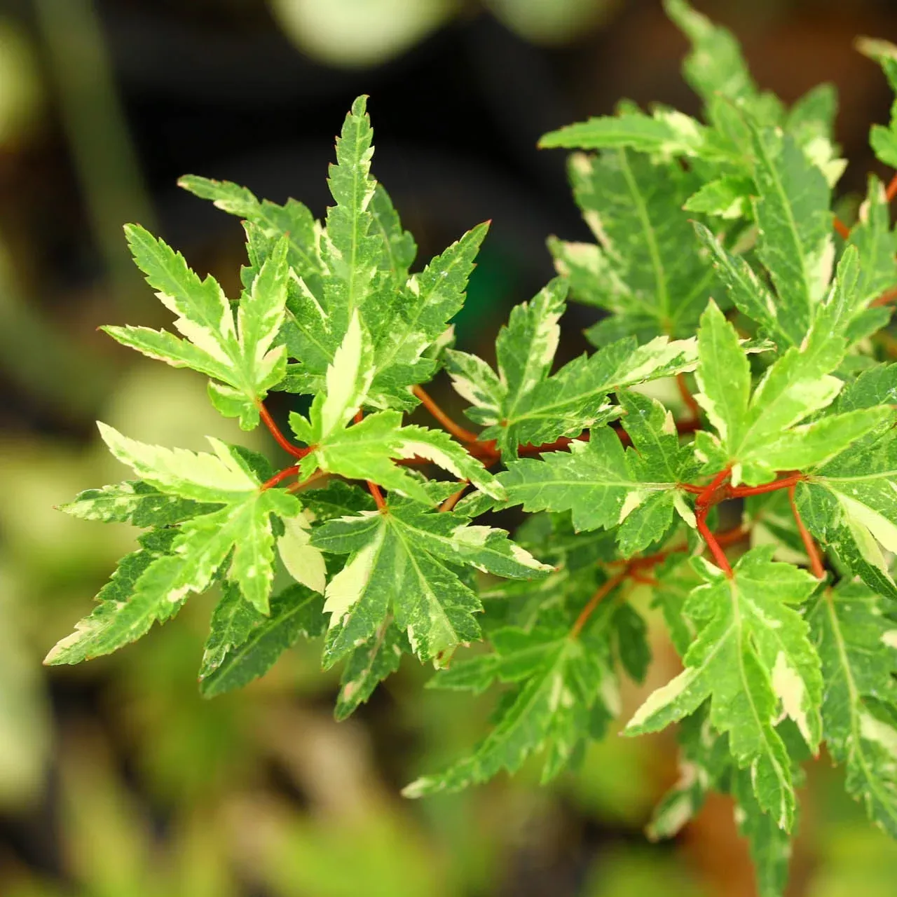 Acer palm Ryugu #3