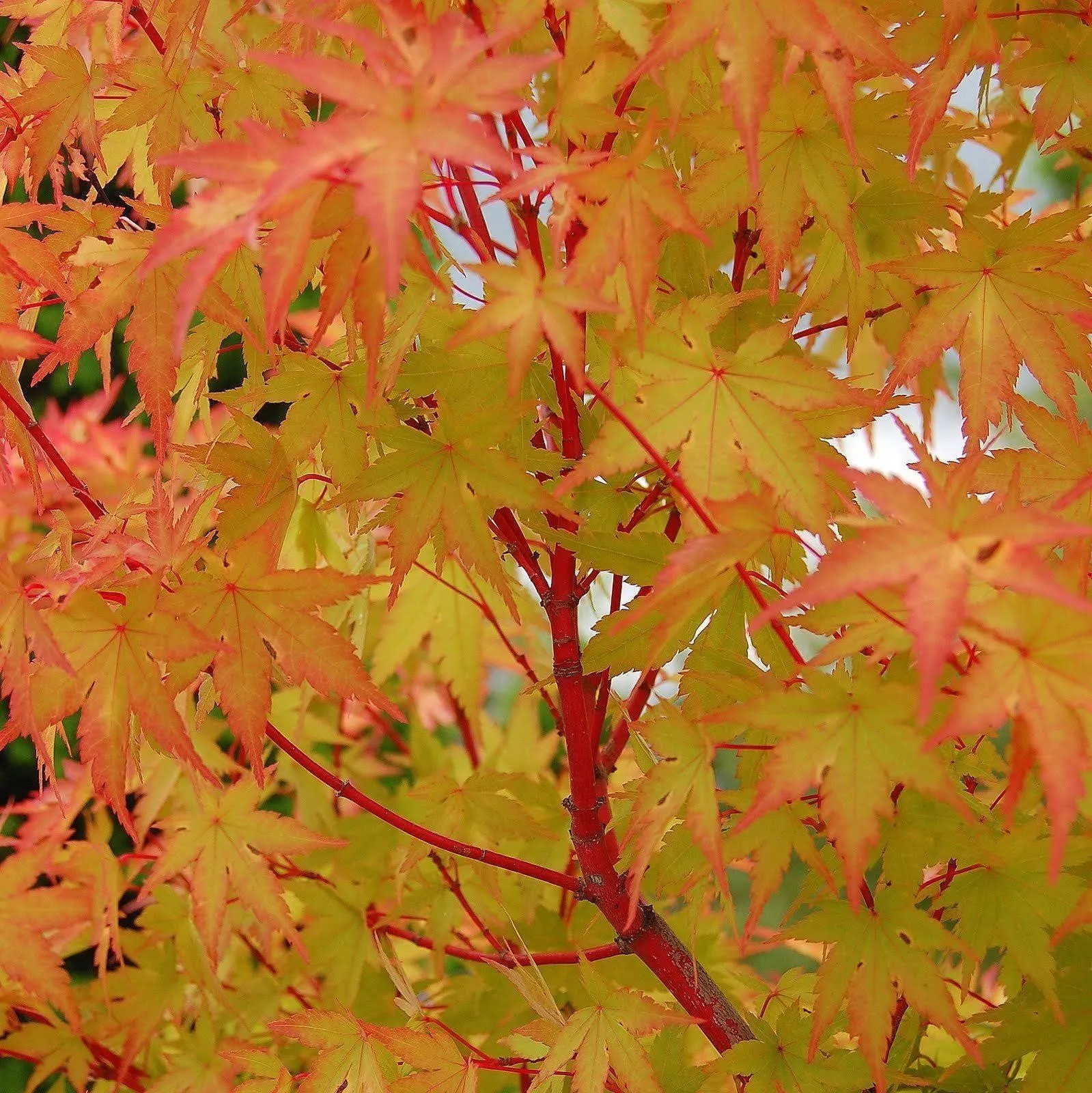 Acer palm Sango kaku #6