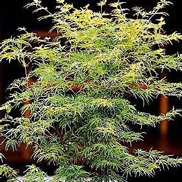 Acer palm Seiryu #6