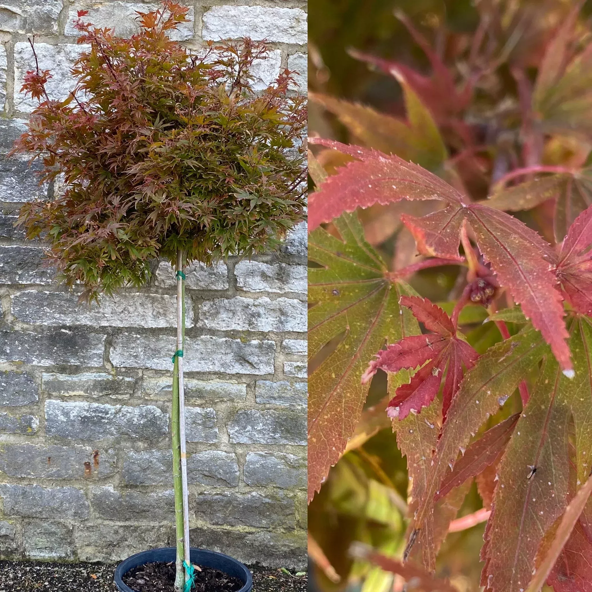 Acer palm Shainastd #5