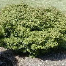 Acer palm Sharp's Pygmy #3