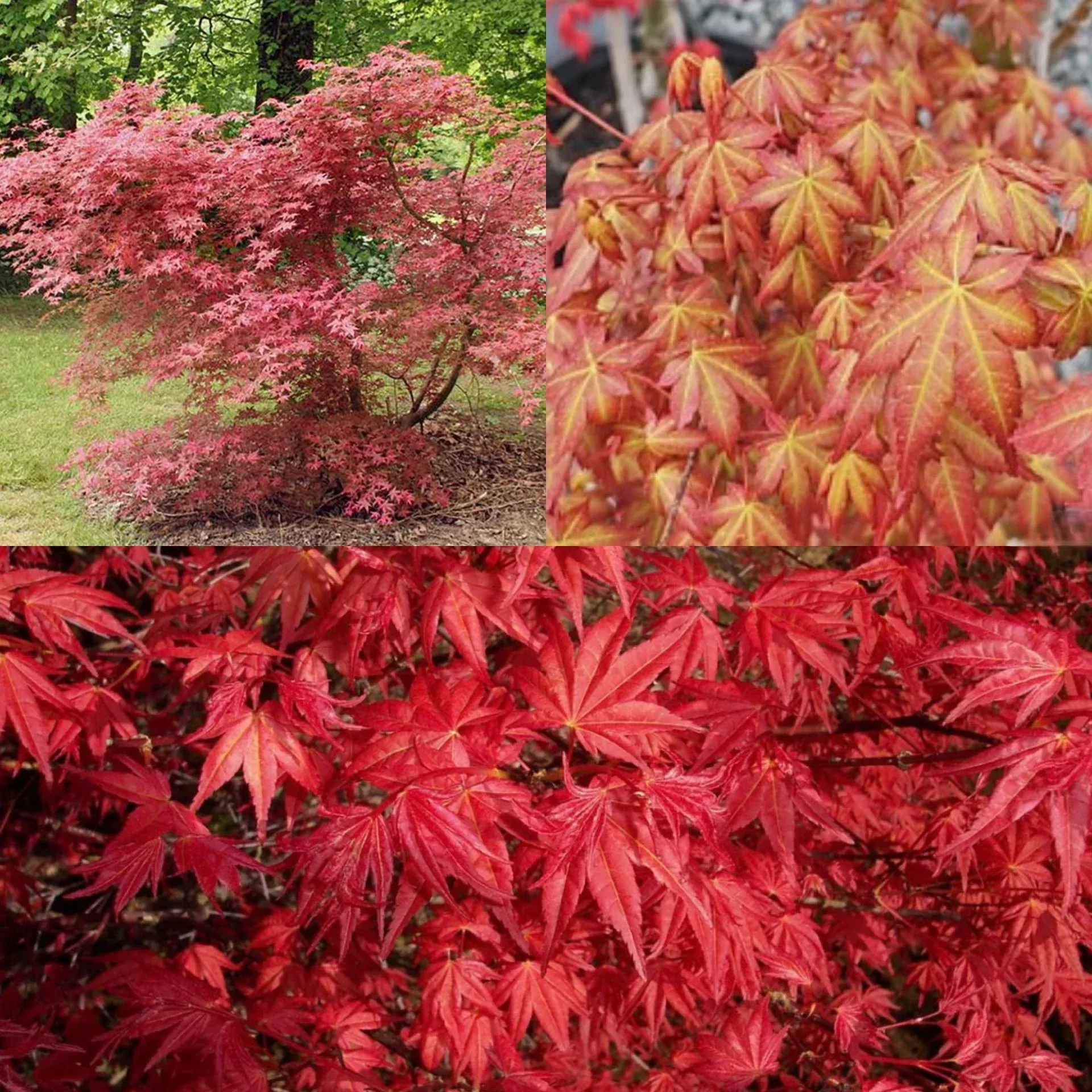 Acer palm Shindeshojo #6