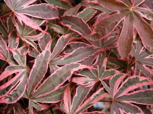 Acer palm Shirazz spec B