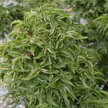 Acer palm Shishigashira #6