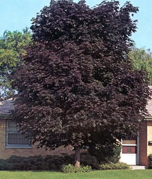 Acer plat Crimson King #15