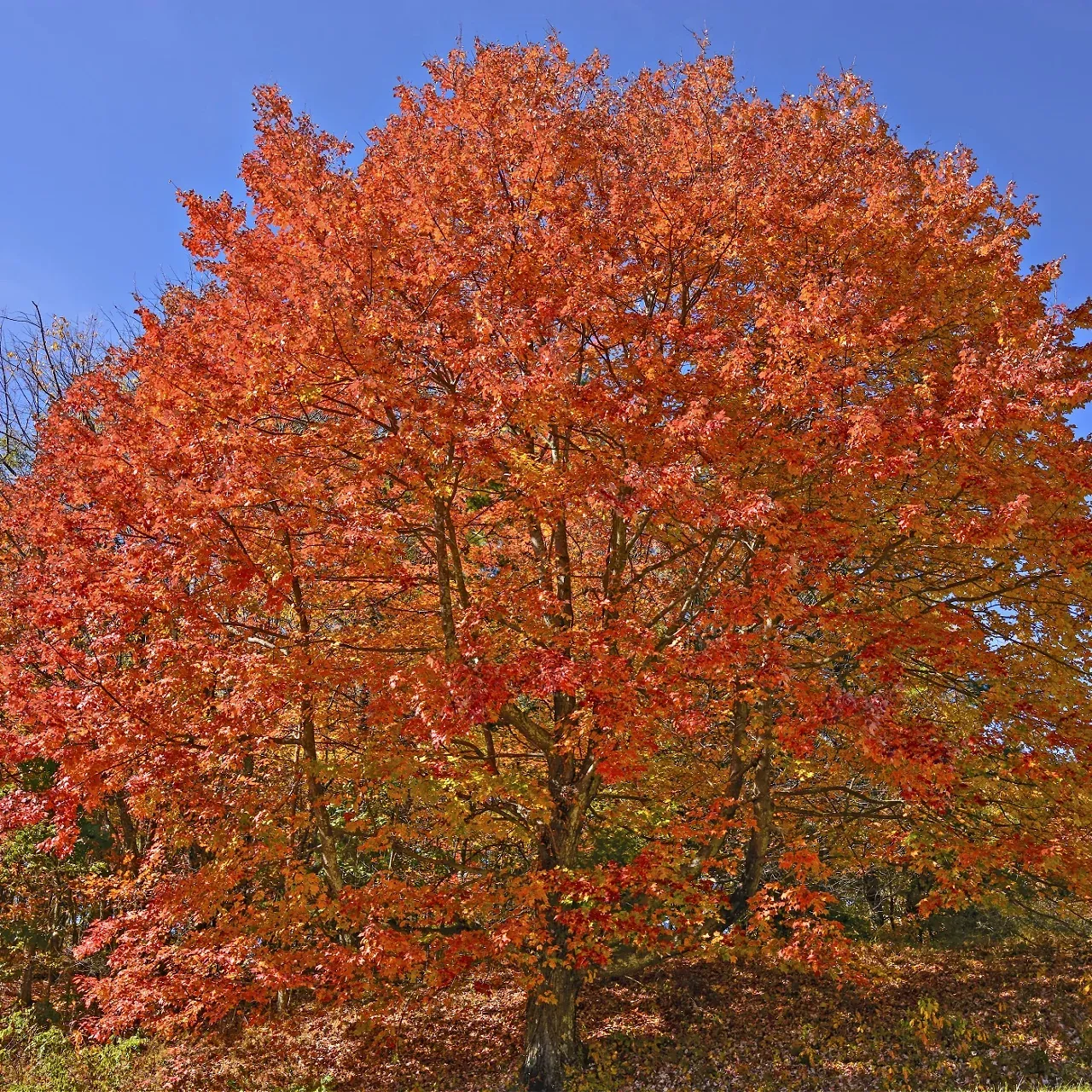 Acer Saccharum - Sugar Maple Seedlings