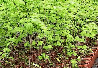 Acer shir Aureum #6