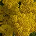 Achillea Coronation Gold #1