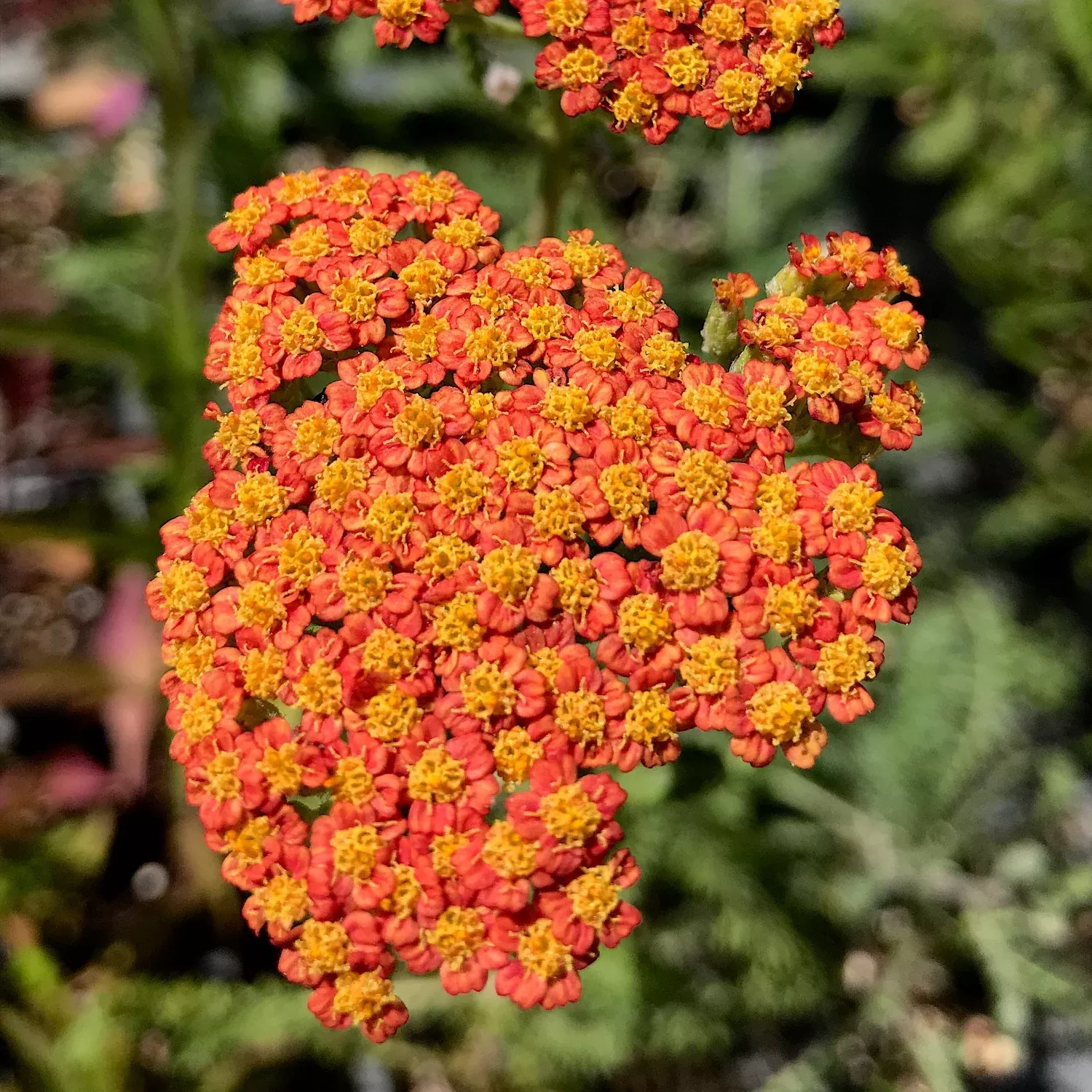Achillea 'Feuerland' (Yarrow)