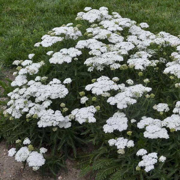 Achillea Firefly Diamond PW#1