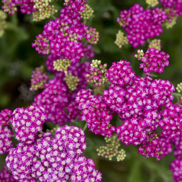 Achillea Firefly Fuchsia PW#1
