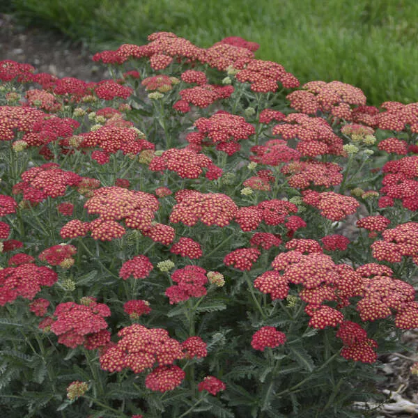 Achillea Firefly Red Pop PW#1