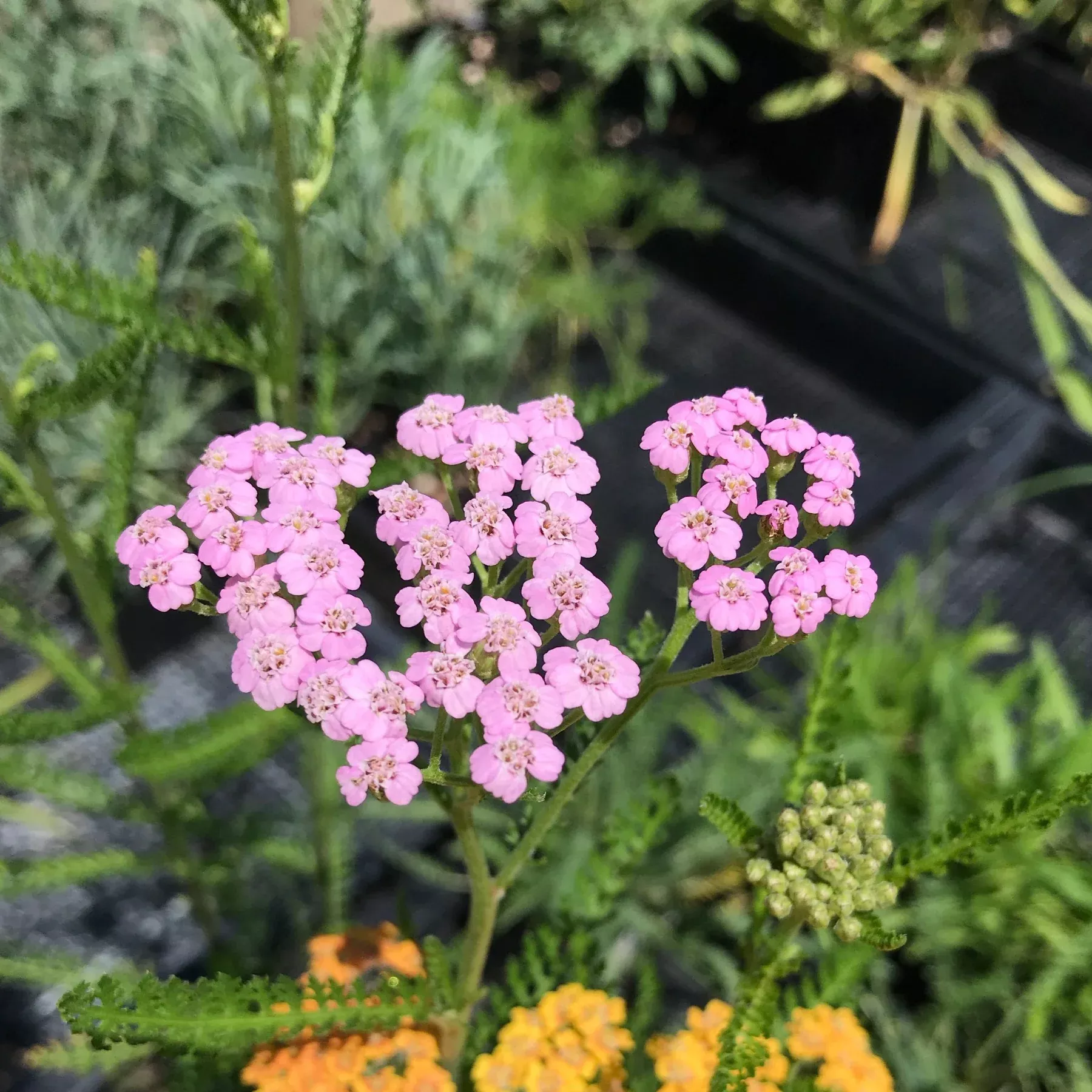 Achillea 'Lilac Beauty' (Yarrow)