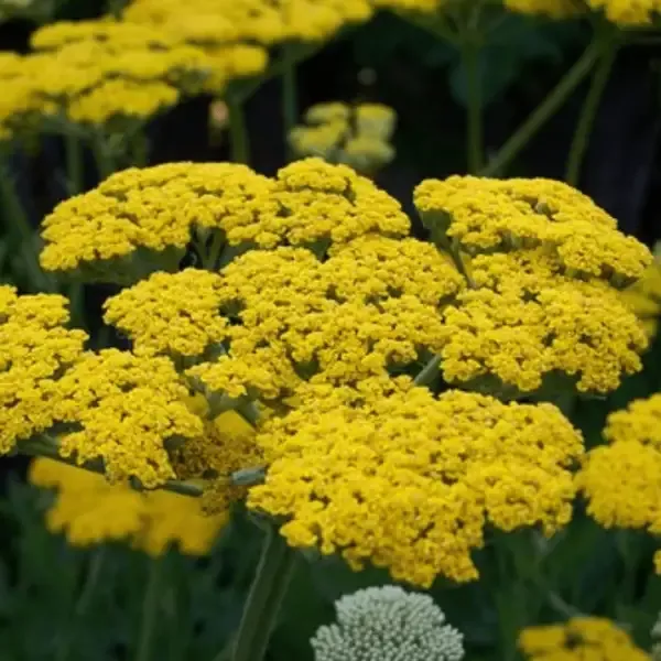 Achillea 'Moonshine'
